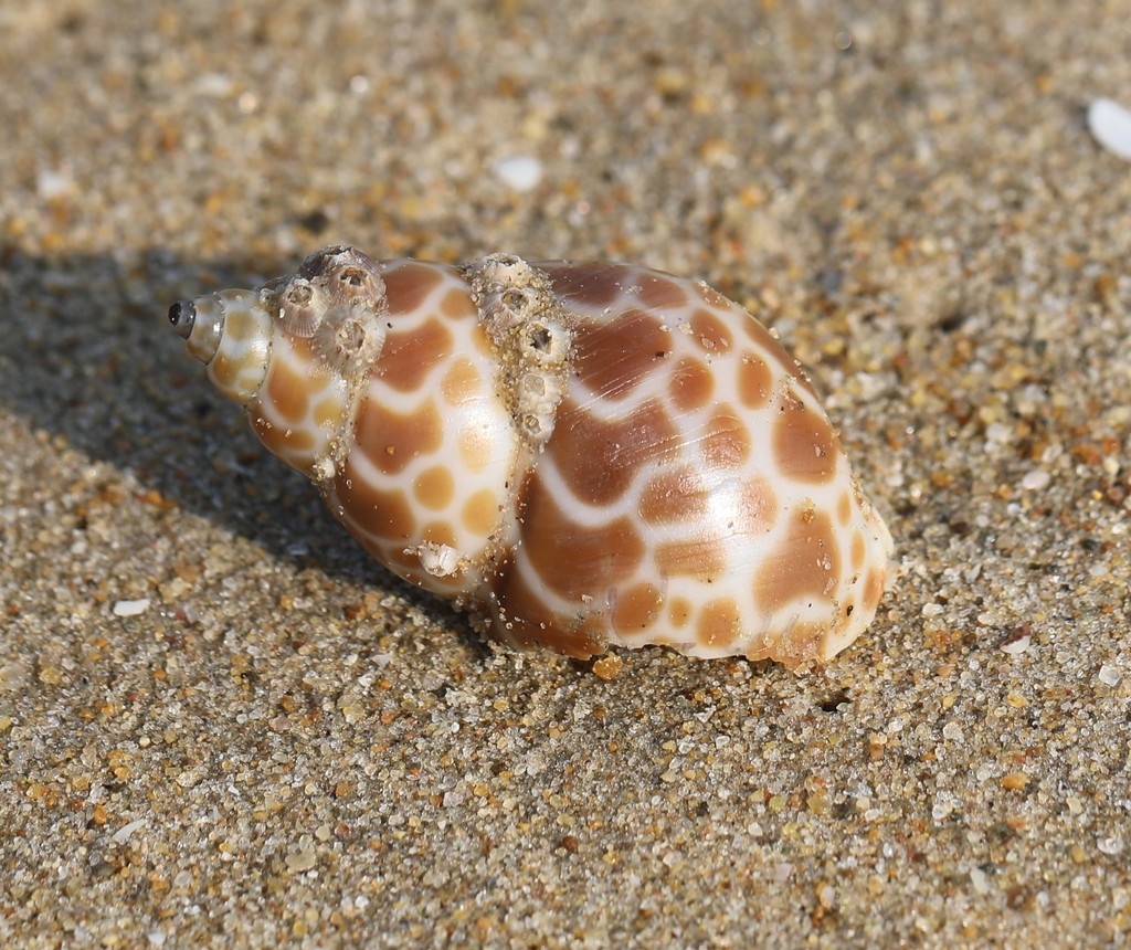 Snails