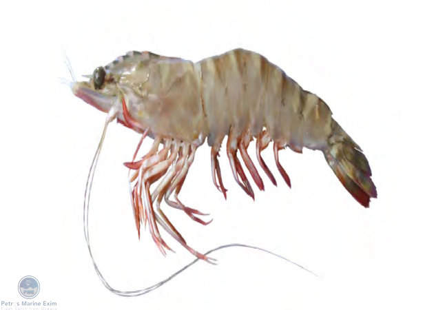Mandapam Flower Prawn