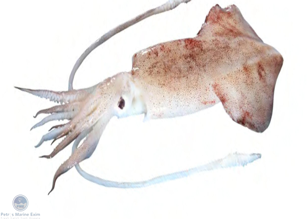 Indian Squid