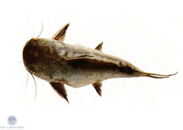 Giant Marine Cat Fish